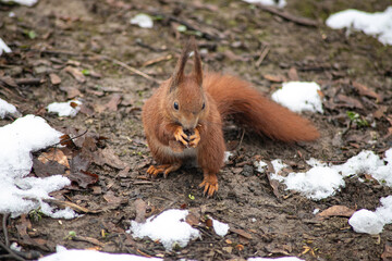 squirrel on a tree