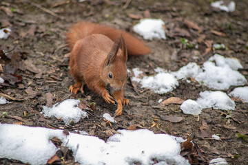 squirrel in the forest