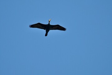 Kormoran
