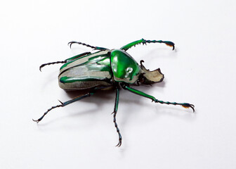 Ranzania splendens showcases vibrant green coloration and striking features on a plain surface