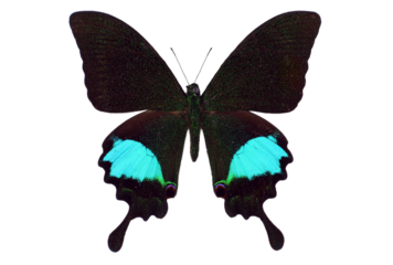 Peacock's Swallowtail Papilio paris displays its striking black wings with stunning turquoise accents. This butterfly is beautifully isolated against a clean background, highlighting its colors.