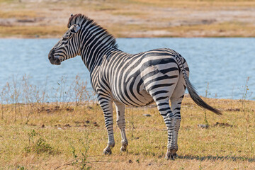 Naklejka premium Plains Zebra By a Watering Hole