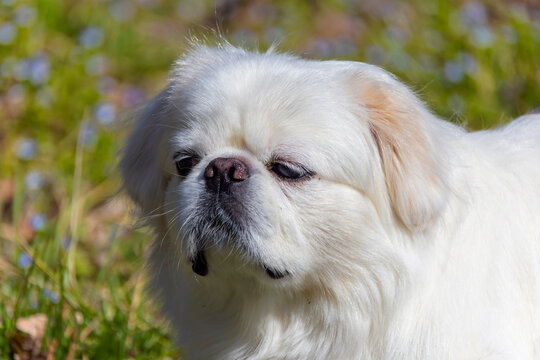 Small, 8 years old white pekinese 