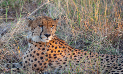 Closeup portrait of a Cheetah in natural Habitat