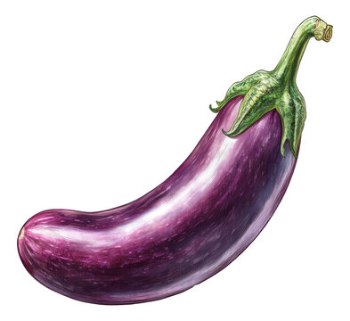 Purple Eggplant Vegetable Still. Fresh food ingredient. Isolated on transparent background. Diet nutrition, png image.