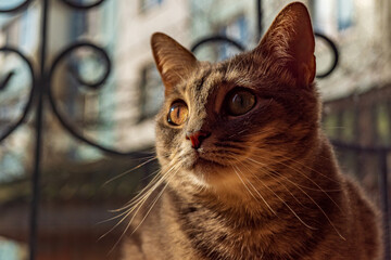Beautiful gray striped kitty!!!