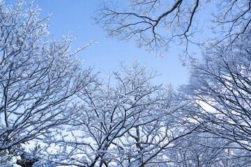 雪の積もった木々