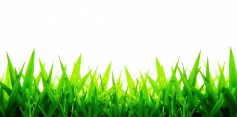 Obraz premium Bright emerald blades of grass against stark white , grass, material, background