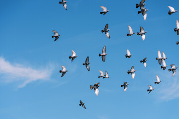 Flock of pigeons soars in the sunny blue sky