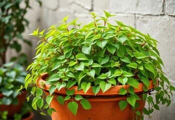 Obraz premium Large terracotta pot, lush green plant thriving, garden, ceramic