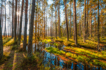 Fototapeta premium A wooden walking path Bor na Czerwonem nature reserve in Nowy Targ in Poland