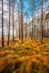 Obraz premium A wooden walking misty path in Bor na Czerwonem nature reserve in Nowy Targ in Poland