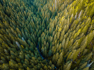 Aerial top view of summer green trees in forest with mountain river in Slovakia. Drone