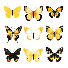 Beautiful Butterfly Insect Nature Vector Illustration Fly