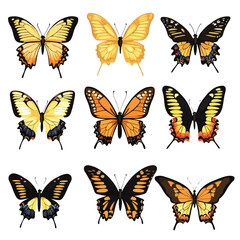 Fototapeta premium Beautiful Butterfly Insect Nature Vector Illustration Fly