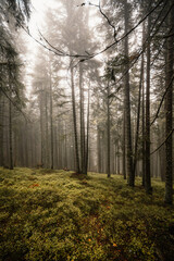 Obraz premium Liptov region hiking in Low Tatras mountains landspace, Slovakia.
