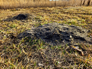 low angle view of mounds of dirt from a pocket gopher in a field or yard landscape or animal...
