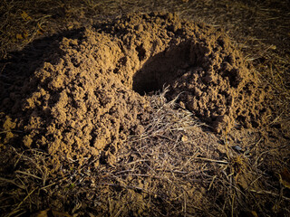 closeup of dirt hole in the ground, a freshly created burrowed dug out opening by a pocket gopher. wildlife or business concept design element.