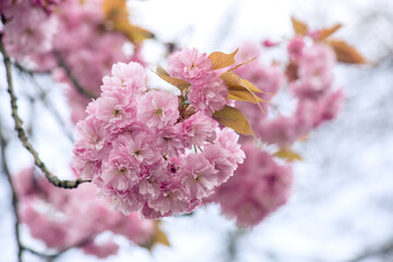 Soft Pink Cherry Blossoms in Full Bloom. Springtime. Floral Photography with Delicate Petals and Branches