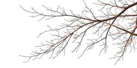 Fototapeta premium Intricate bare branches isolated on pure white backdrop, natural, seasonal