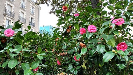 Pink Camellias Bush Thriving in Urban Setting