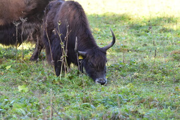 Wisent Bulle