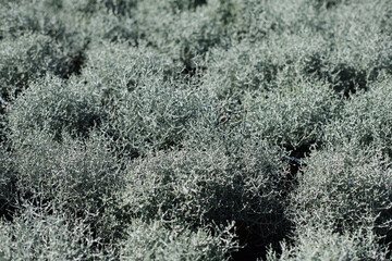 A pot with Leucophyta or calocephalus brownii