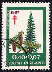 Finnish postage stamp from 1967 featuring Picea excelsa, the Norway spruce, with detailed illustrations of its branches and cones.