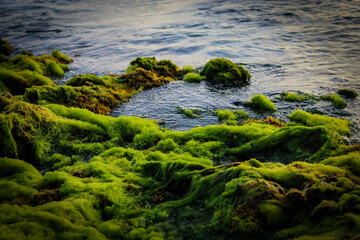Caribbean sea landscape with green algae covering rocks and exposed coral in the intercoastal tide of Aruba.