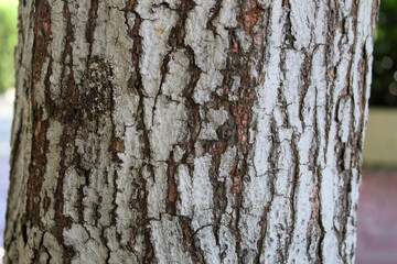 close up of white gray tree cracked bark with brown and terracotta accents. the surface provides a rough texture and shows great detail. environment is tropical.
