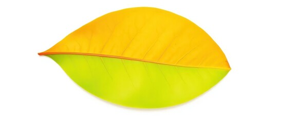 Single leaf isolated on pure white background, plant photography, illustration