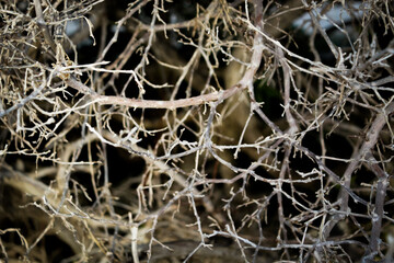 macro close-up of twisted tree dried twig branch network. nature or communications technology abstract backdrop. concept of growth, adversity or challenges.