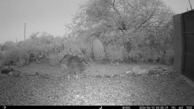 Startled javelinas at night in Sonoran Desert