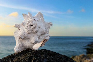 Horizon over water with weathered conch shell in foreground of the Caribbean Sea. Beauty in natural travel ocean backdrop.
