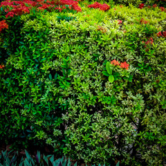 close-up of shaped manicured shrub with coral flowers ixora landscaping background. landscape design perennial plant with blooms.