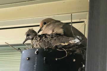 A mourning dove and nestling baby rest in the safety of their nest built on  the porch light of a home. © Mike Hill Photograph