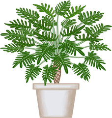 Beautiful philodendron xanadu plant is growing up in the grey ceramic pot for decorate home and garden. © Rose Aesthete