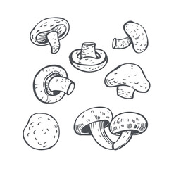 Hand-drawn shiitake mushroom  on white background. Vector sketch illustration