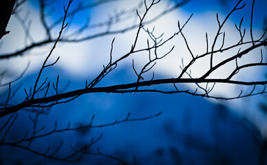 tree branches covered in snow