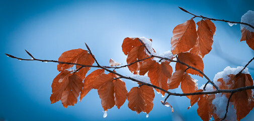 tree branches covered in snow