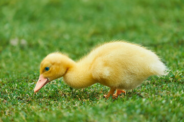 A cute yellow duckling with blue eyes explores the green grass. A close-up shot captures its fluffy feathers and curious nature, symbolizing innocence and spring