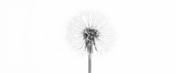 Fluffy dandelion seed head releasing seeds on a pure white background, simple, freedom