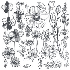 Hand-drawn garden flowers on white background.  Vector sketch  illustration. 