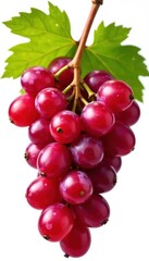 Fototapeta premium A bountiful bunch of ripe red grapes, glistening, isolated on white , grapes, white background