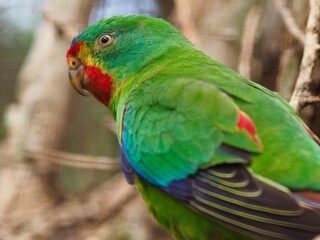 Wonderful engaging Swift Parrot.