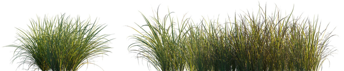Grass Carex obnupta or Slough Sedge isolated png on a transparent background premium cutout high...