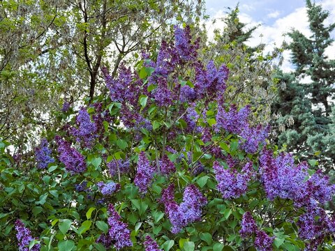 Purple blooming flower on branch Syringa vulgaris. Close-up. Syringa vulgaris, the lilac or common lilac, is a species of flowering plant in the olive family, Oleaceae.

