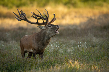 Red deer (Cervus elaphus). Deer bellowing during rutting season. Grassland habitat bathed in warm golden light. A majestic display of dominance and power.