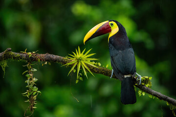 Chestnut-mandibled toucan (Ramphastos swainsonii). Bird perched on a mossy branch in tropical rainforest. Lush green foliage frames its vibrant beak. A striking portrait of exotic beauty in the wild.