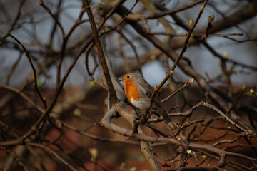 robin on branch  in Whales UK